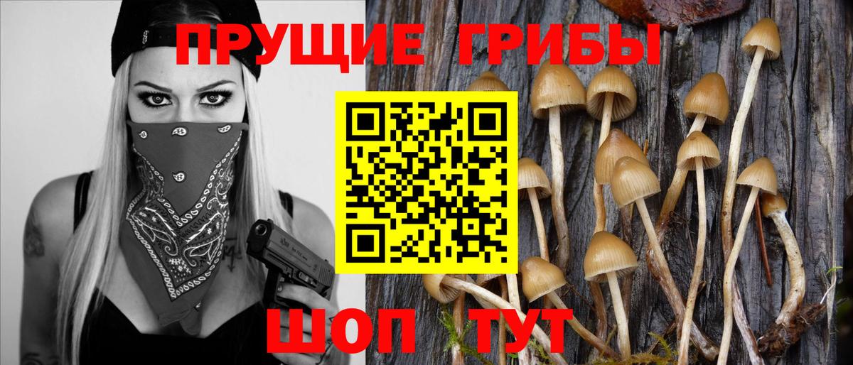 Галлюциногенные грибы прущие грибы Приморско-Ахтарск
